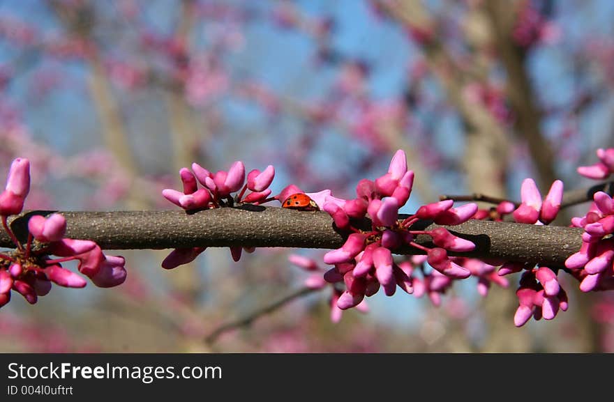 Ladybug On Tree Limb