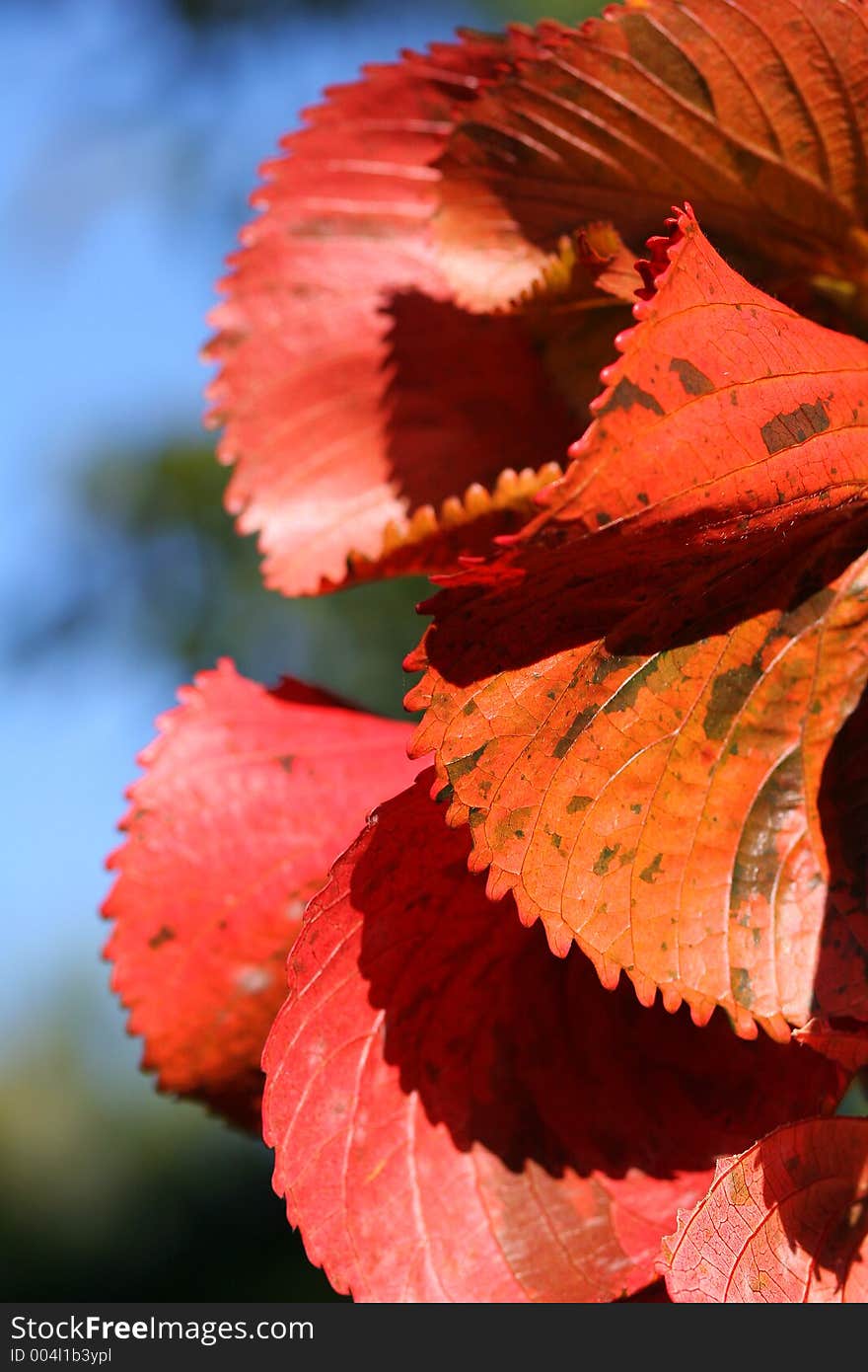 Red leaves. Red leaves.