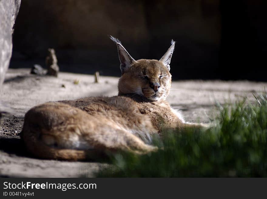 A caracal lazes in the grass. A caracal lazes in the grass.