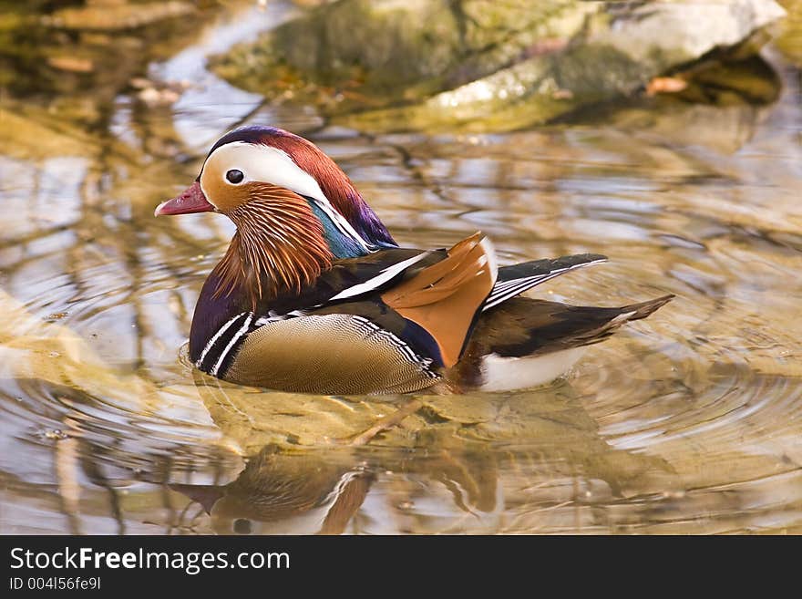 Beautiful duck in a pond. Beautiful duck in a pond