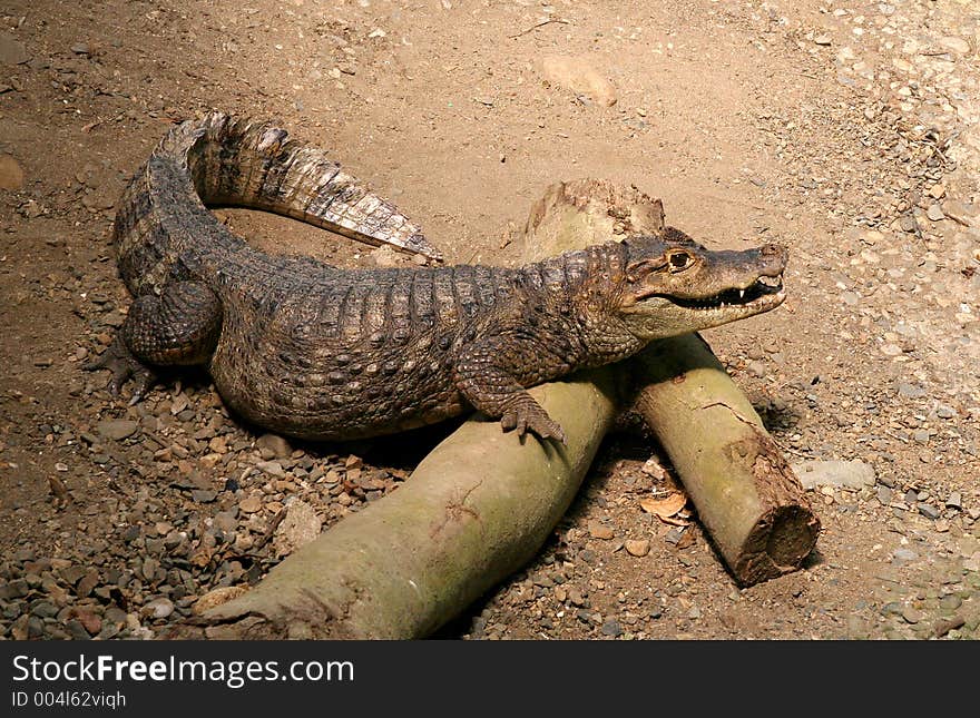 Reptile taking a break on some logs in a theme park. Reptile taking a break on some logs in a theme park.