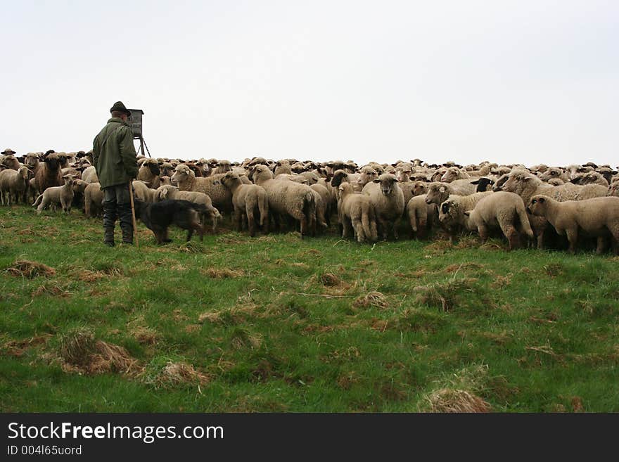 German sheep herd