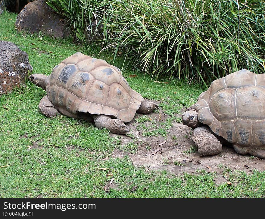 Giant turtles