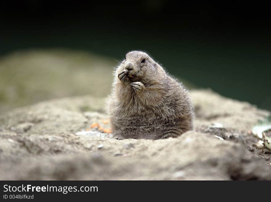 Prairie dog licking fingers