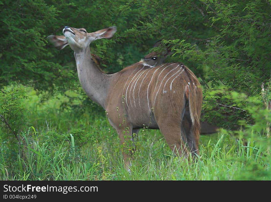 Kudu female shaking the insects of her head. Kudu female shaking the insects of her head