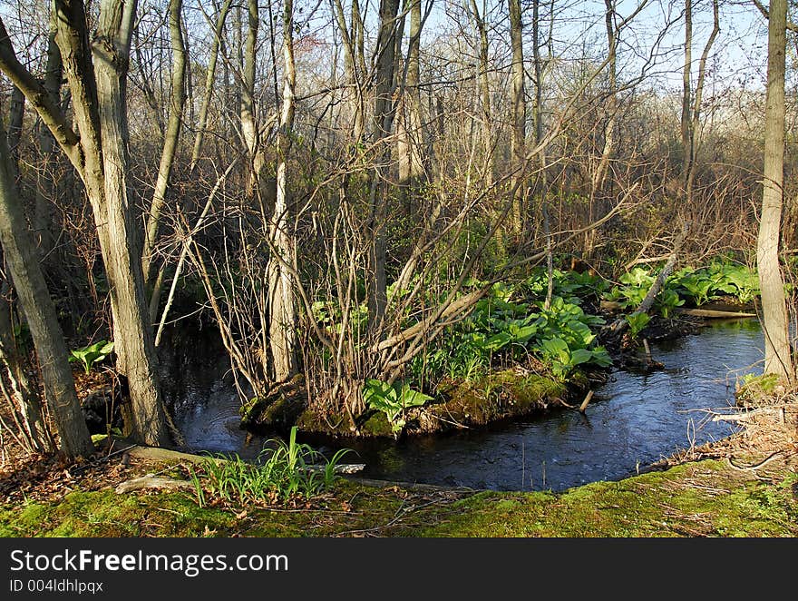 Photo of a Forest With a Brook