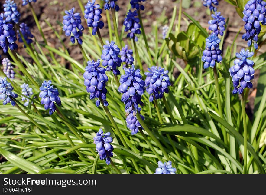 The Blue Flowers