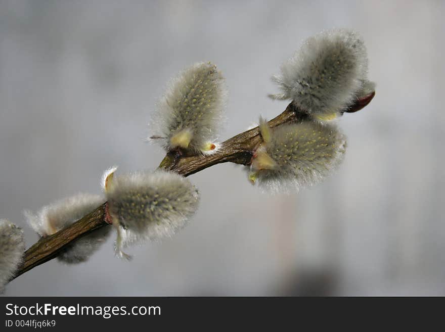 Branch Of A Willow