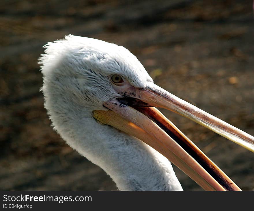 Great white pelican detail. Great white pelican detail