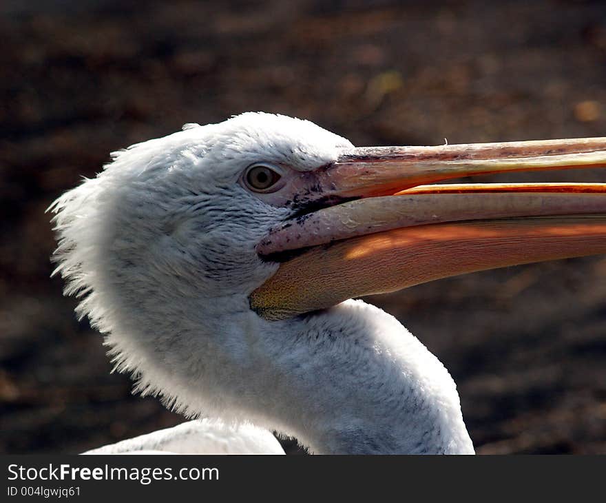 Great white pelican, detail. Great white pelican, detail