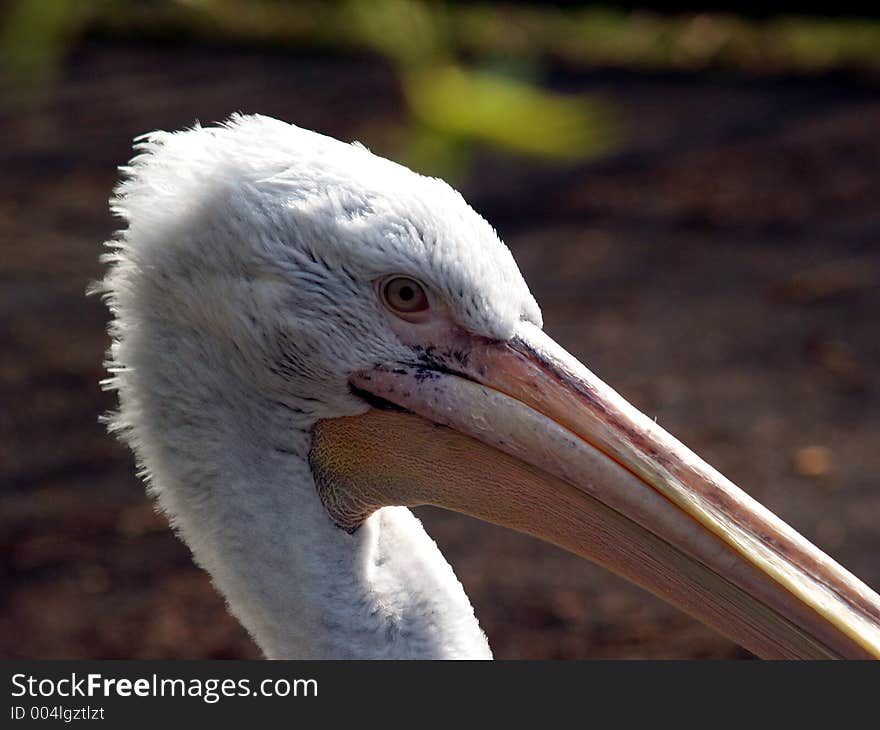 Great White Pelican - Pelecanus Onocrotalu