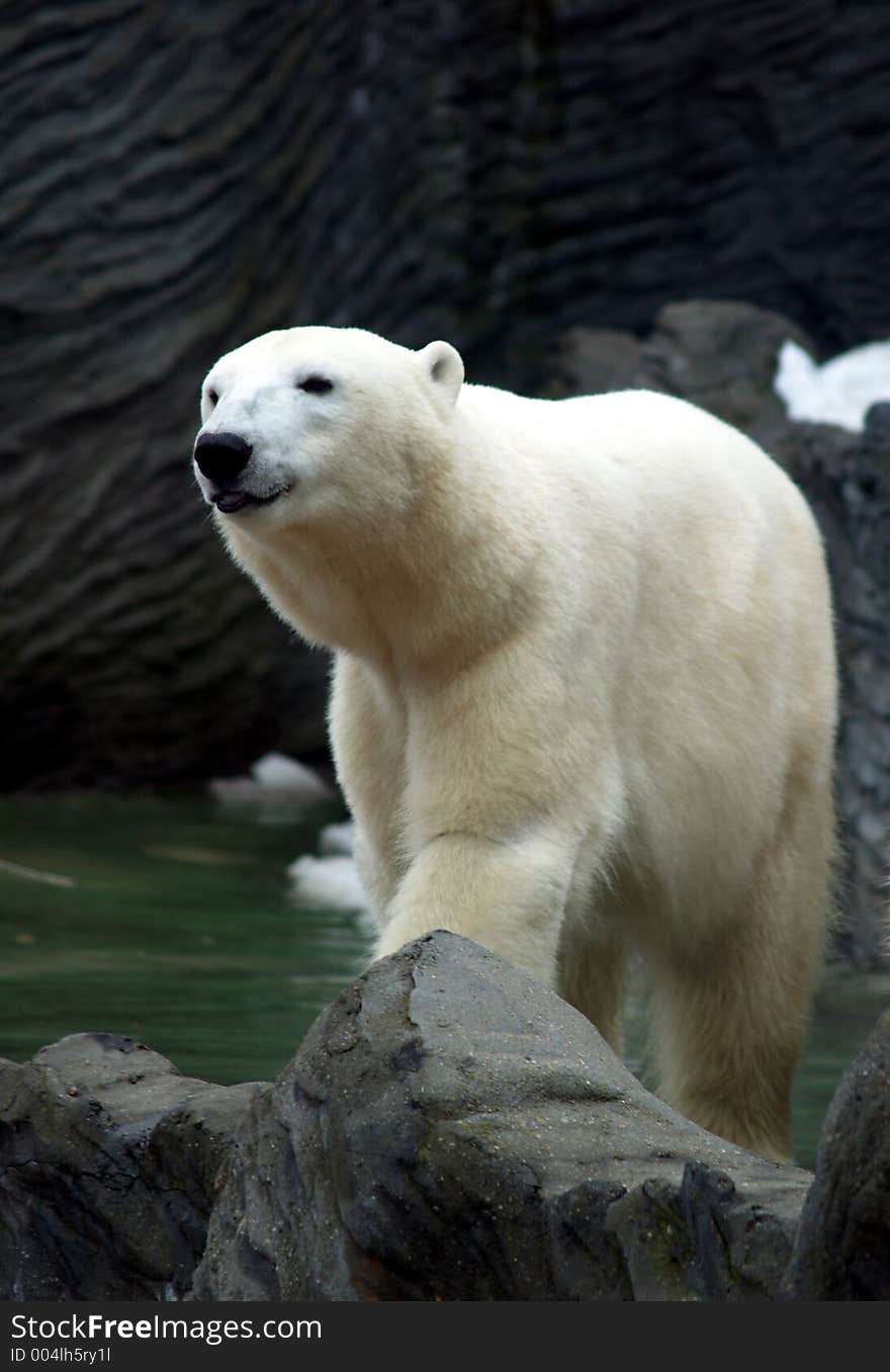 The white bear from Prag zoo