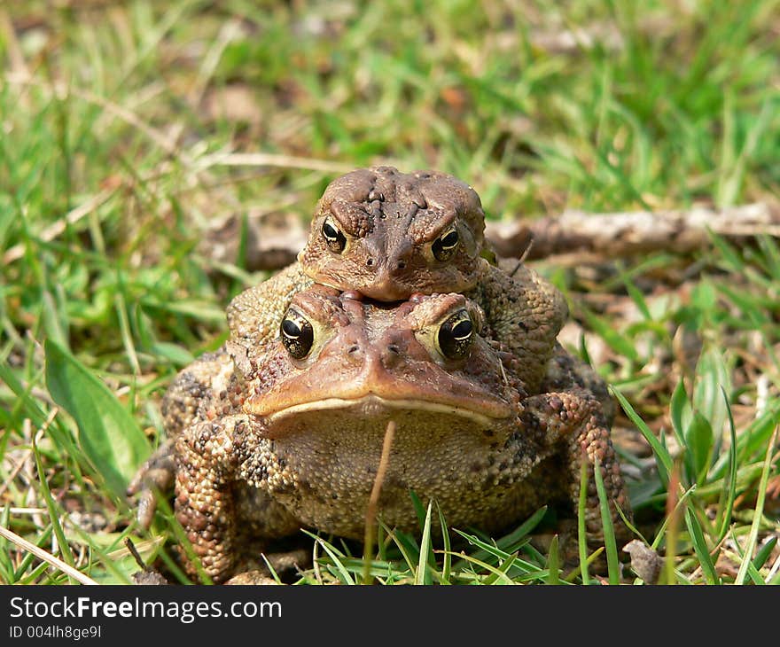 American Toad. American Toad