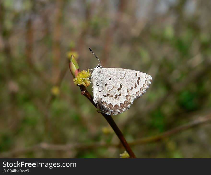 Tiny Beauty