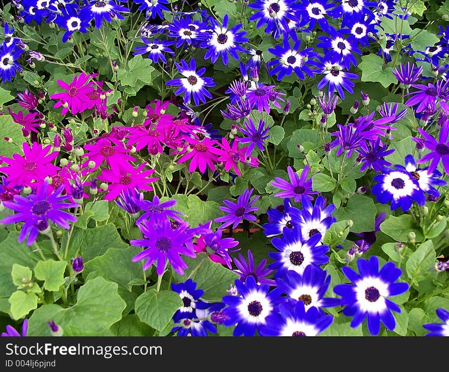 Beautiful bright colorful flower carpet in garden . Beautiful bright colorful flower carpet in garden .