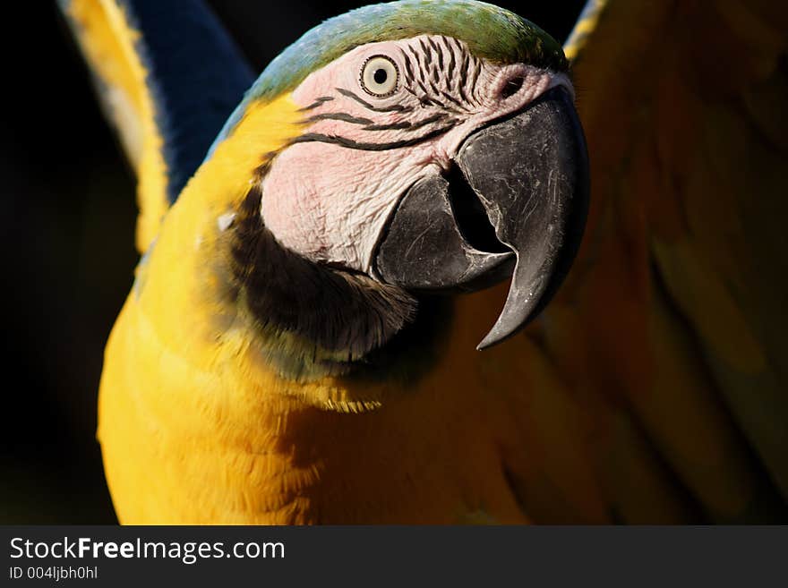 Macaw, Fl, Arara canide. Macaw, Fl, Arara canide