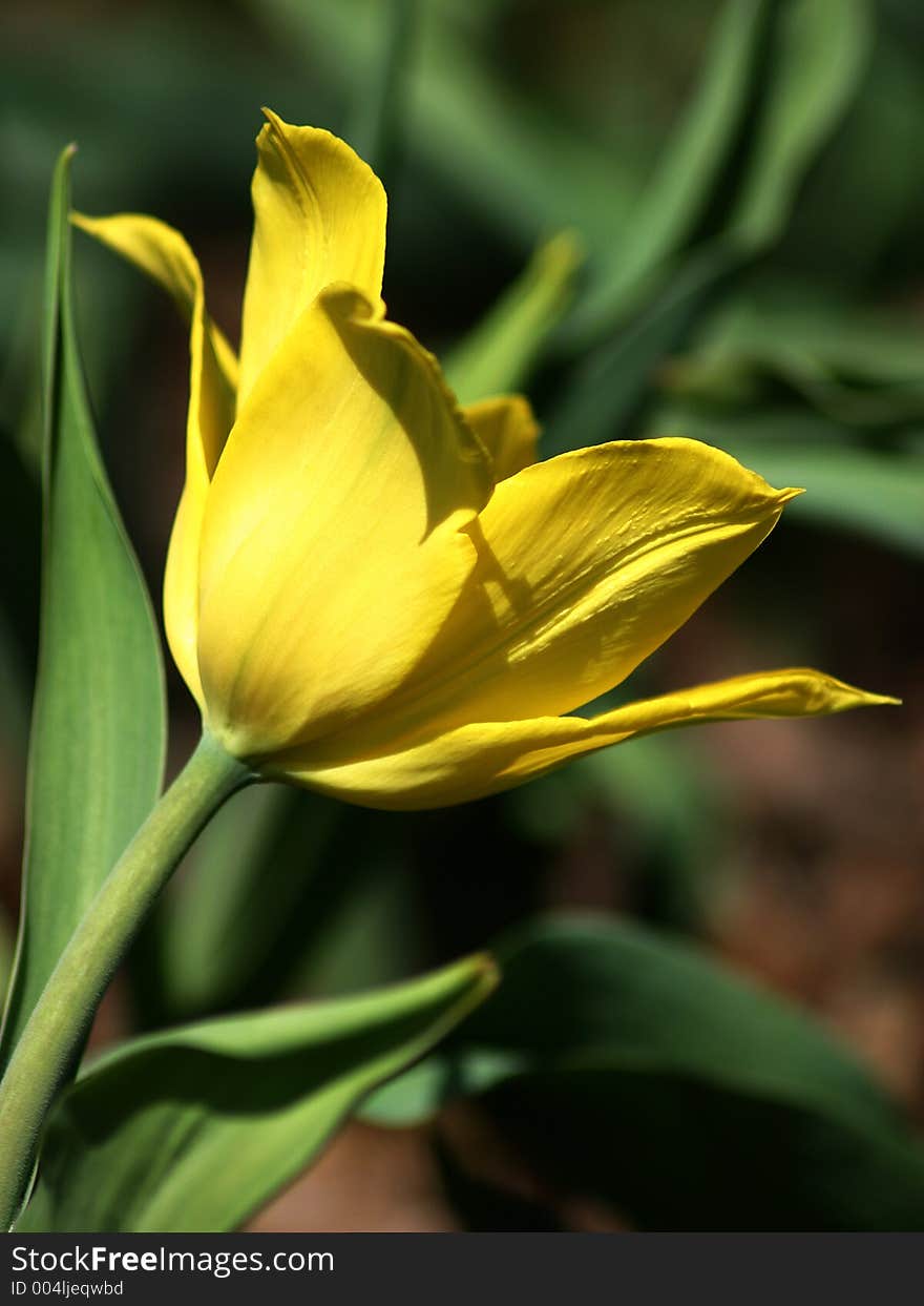 Yellow Tulip