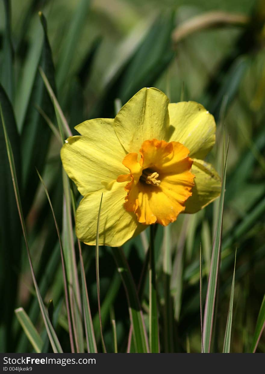 Yellow Daffodil