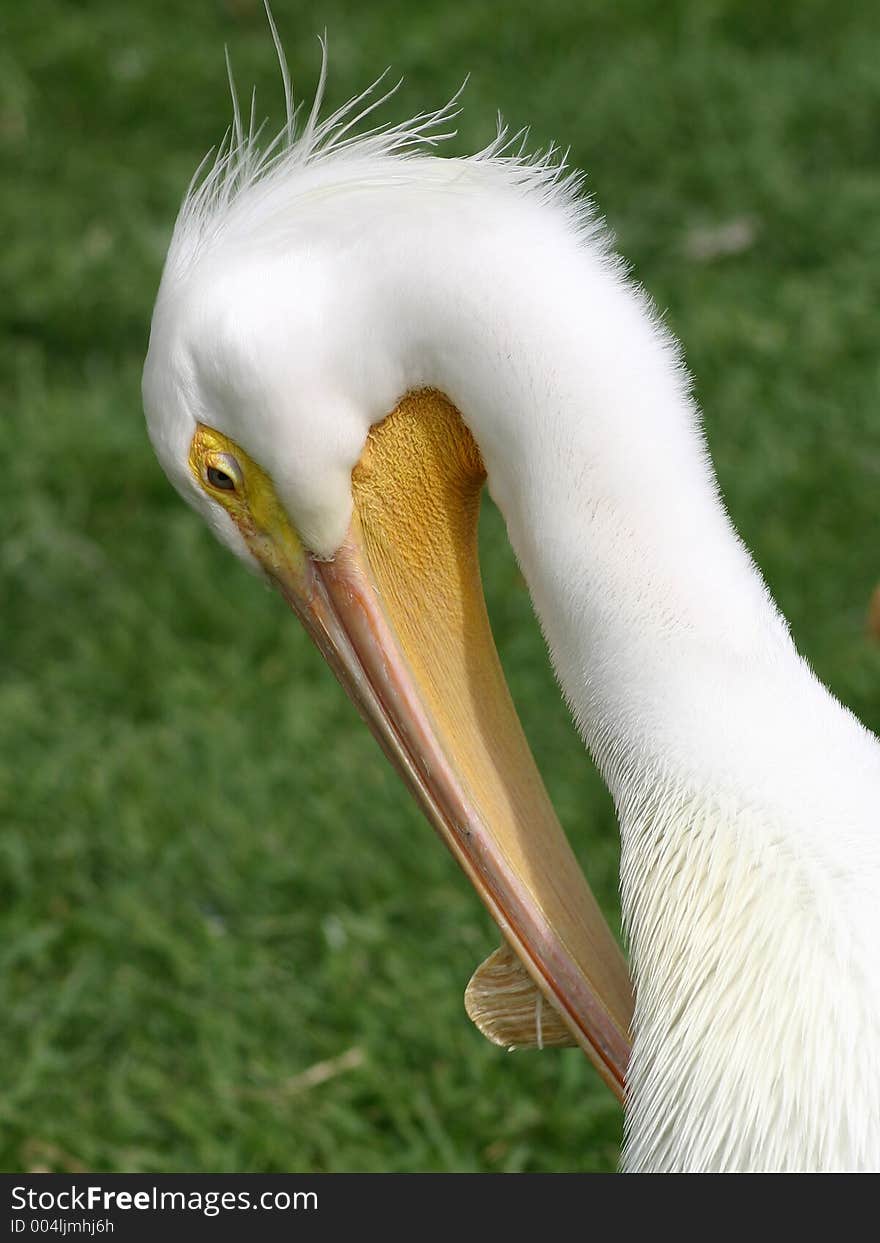 Grooming Pelican