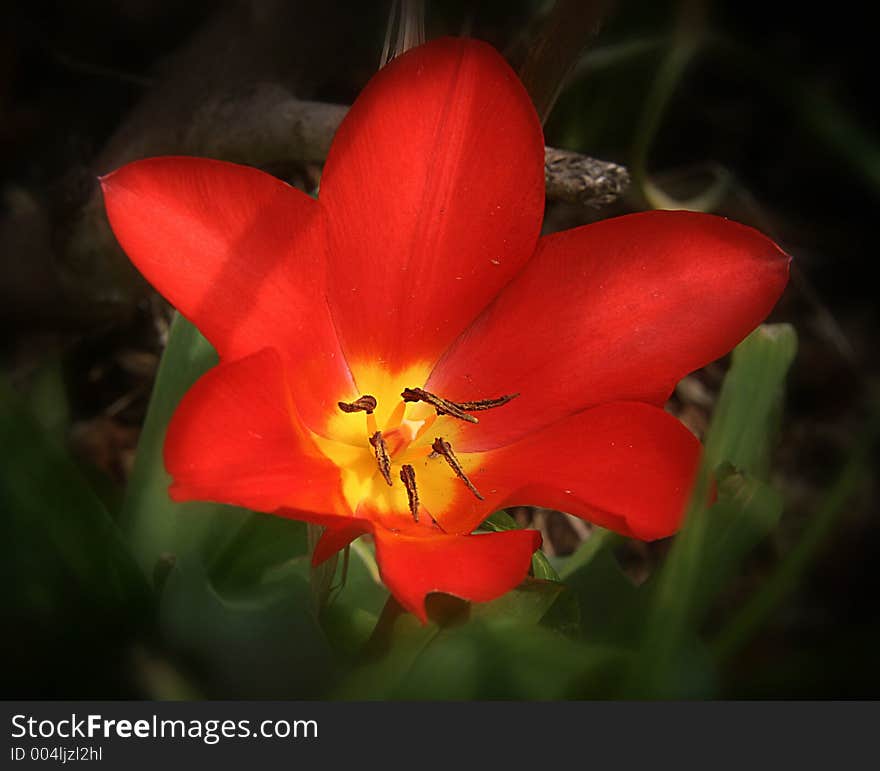 Red Tulip