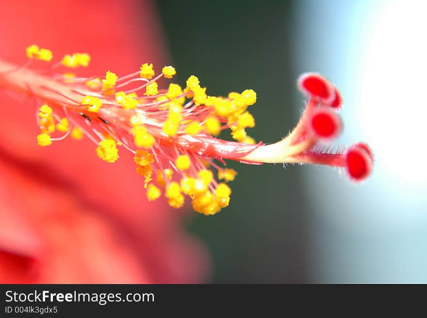 Red Hibiscus Macro Shot with 10X Magnifier Lens