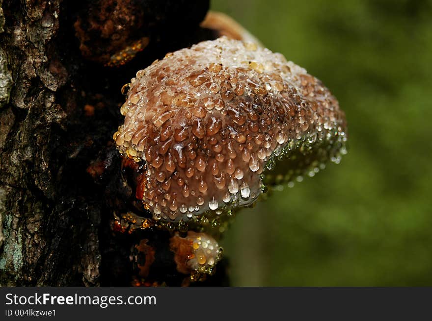 Polypore cover by waterdrops.