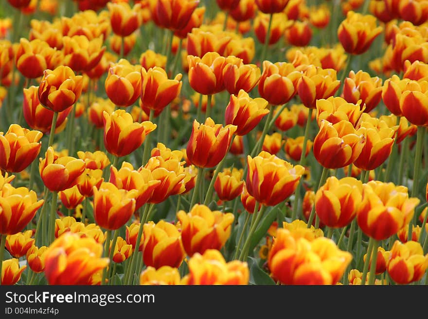 Tulips