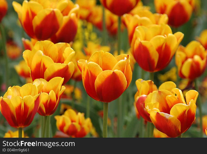 Tulips