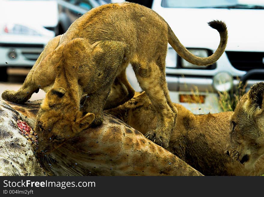 Lion cub feeding on a giraffe with lioness looking on and vehicles in the background. Lion cub feeding on a giraffe with lioness looking on and vehicles in the background