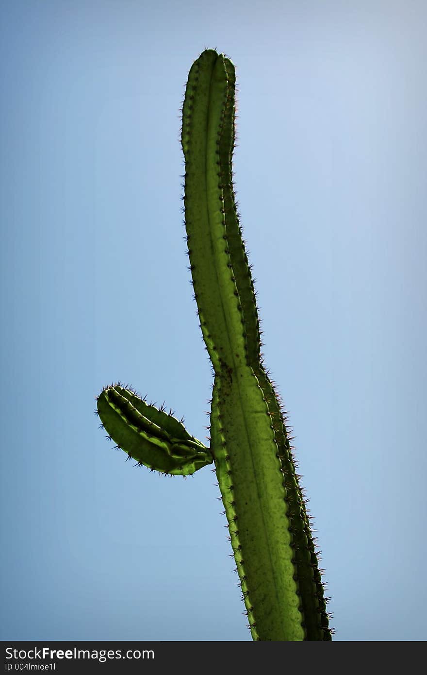 Closeup of a high cactus