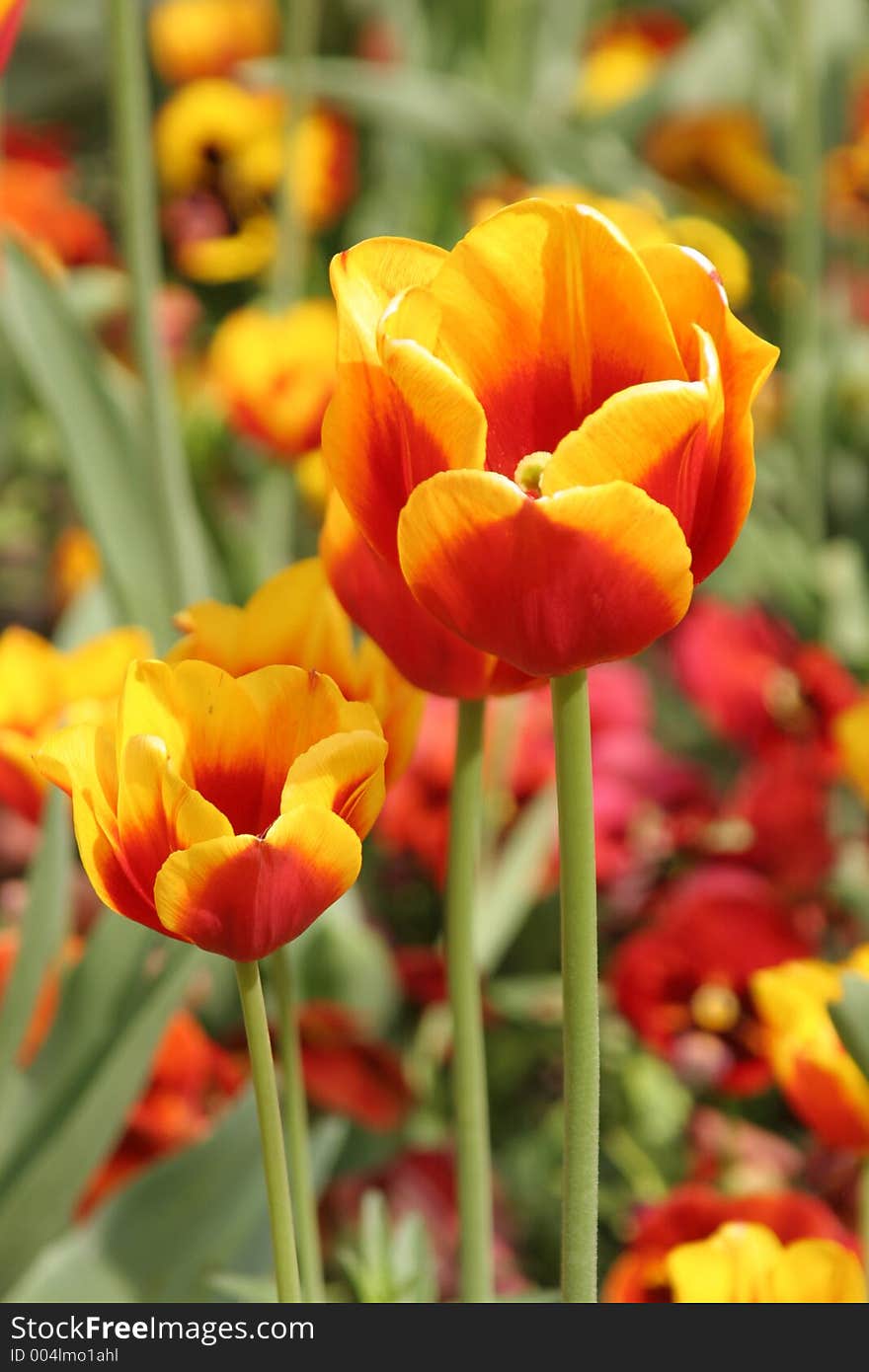 Tulips