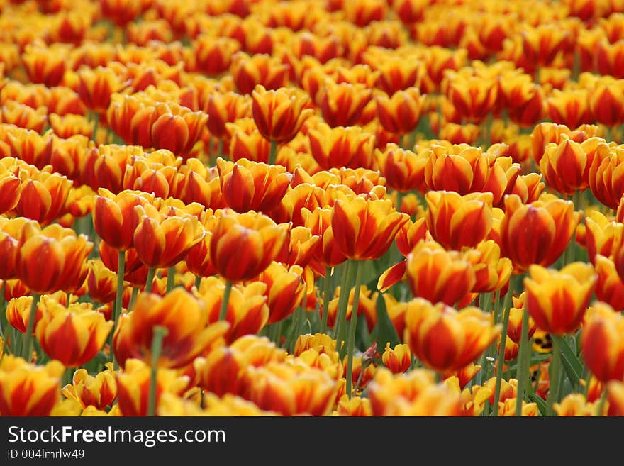 Tulips