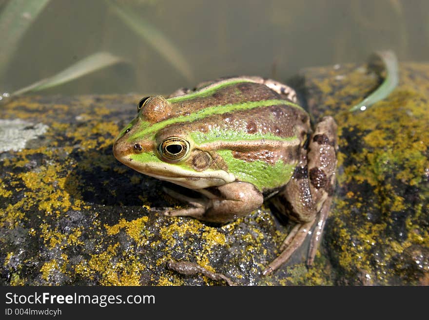 A frog afore flow