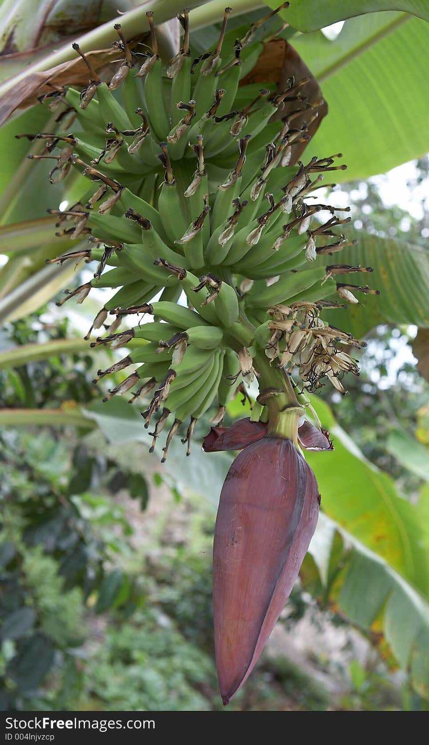 Banana tree