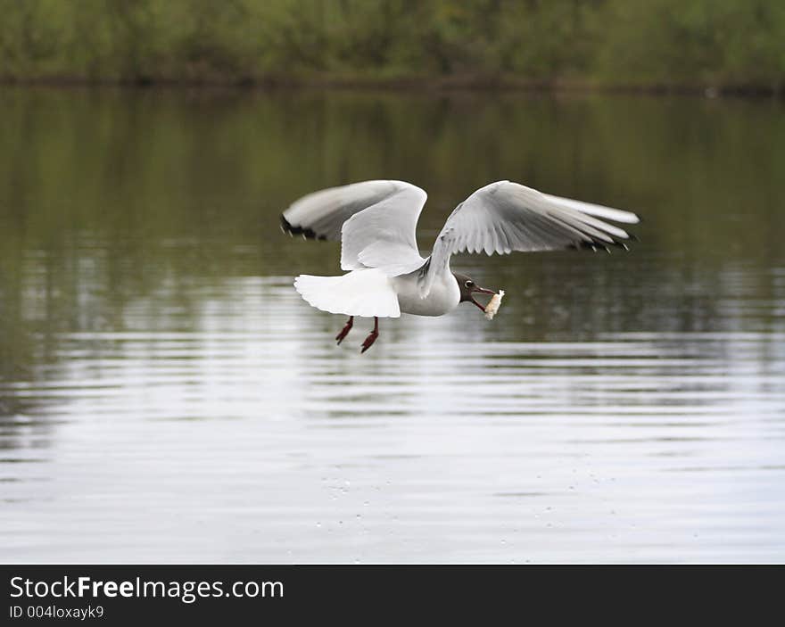 Flying Food