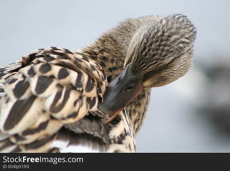 Cleaning Feathers