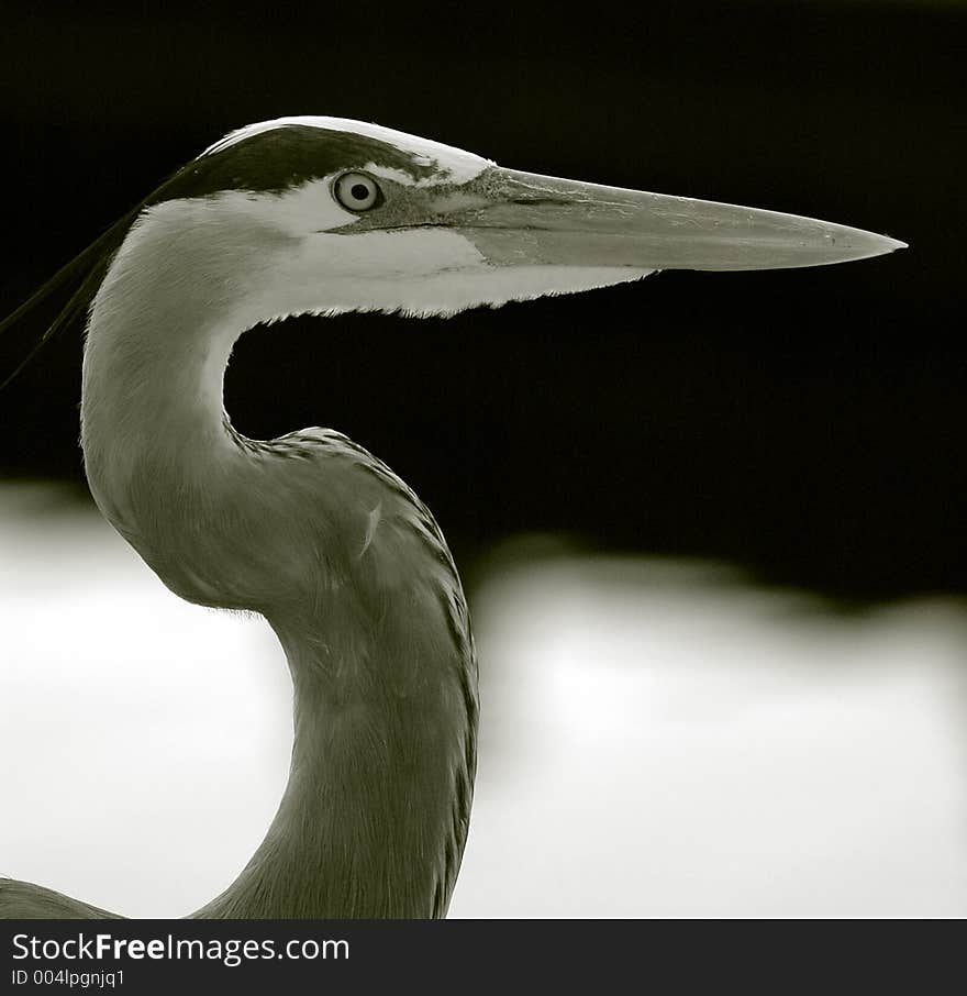 Florida Everglades Native Bird. Florida Everglades Native Bird