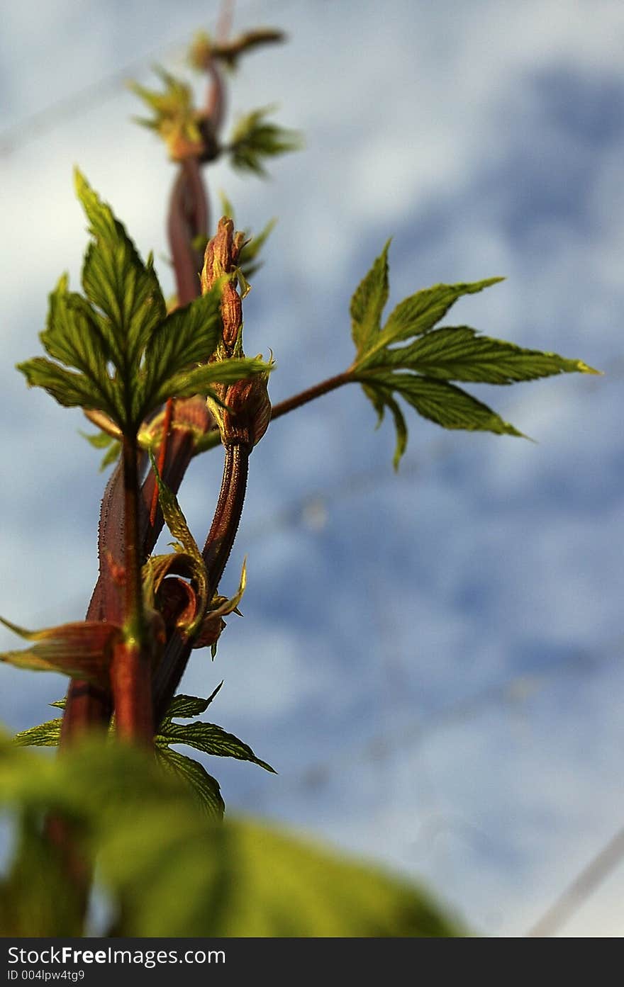 Young hop plant on a rope in southern bavaria