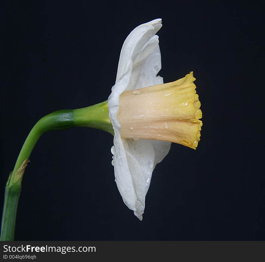 Daffodil