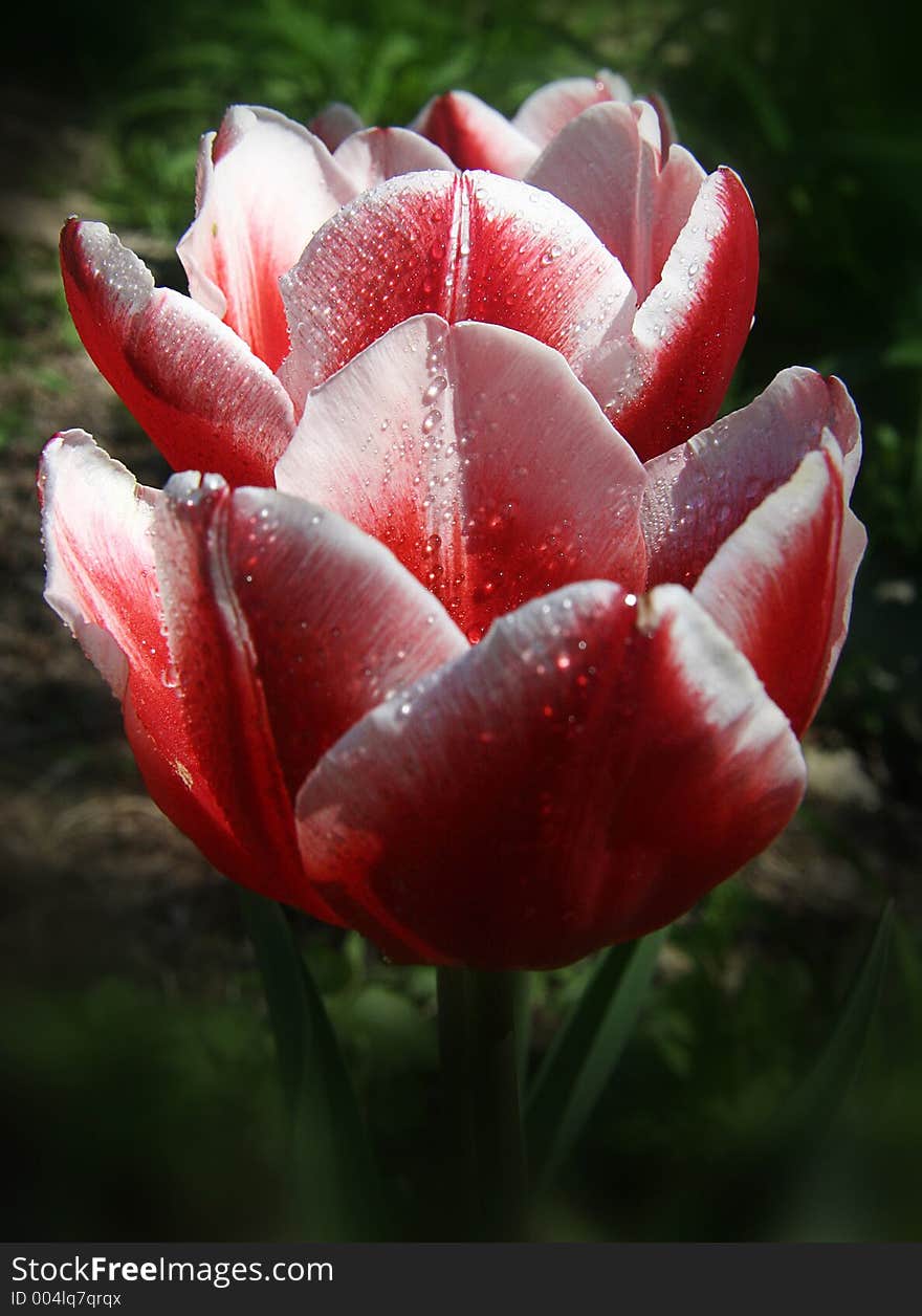 Two Tulips