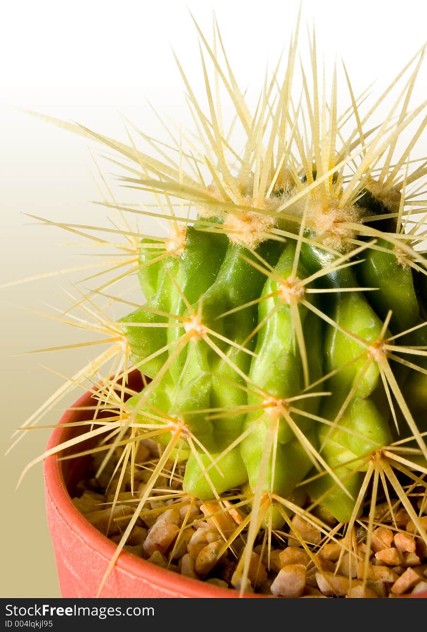 Cactus on color background. Cactus on color background