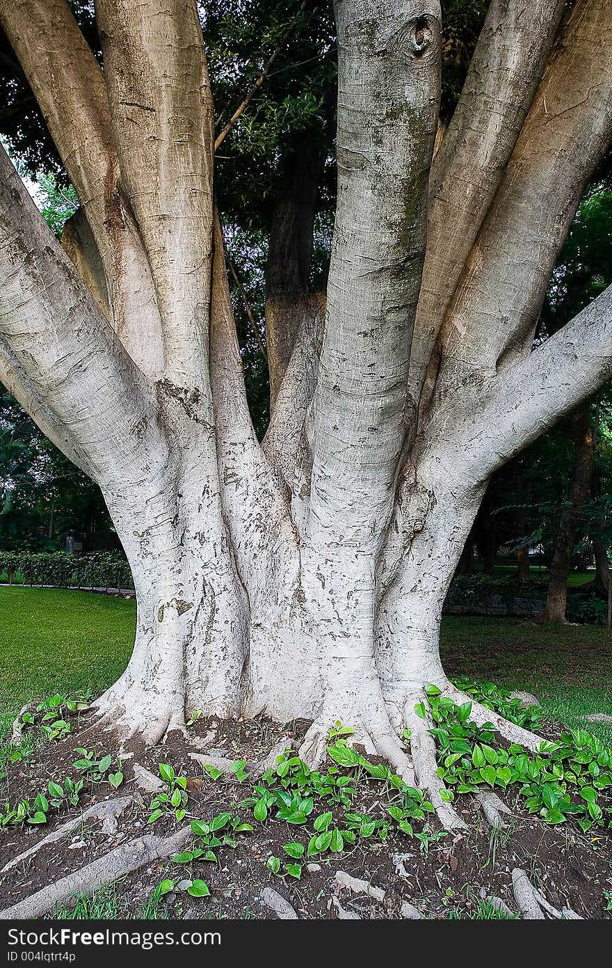 Old tree