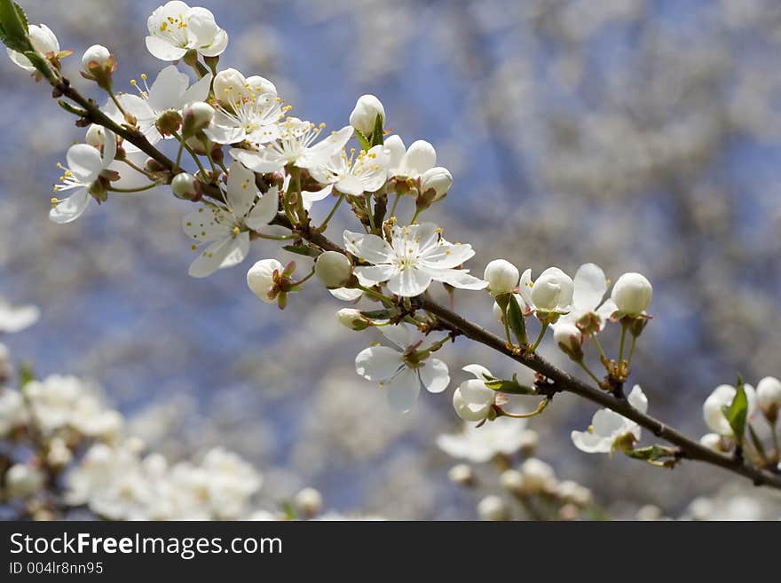 Blooming tree. Blooming tree