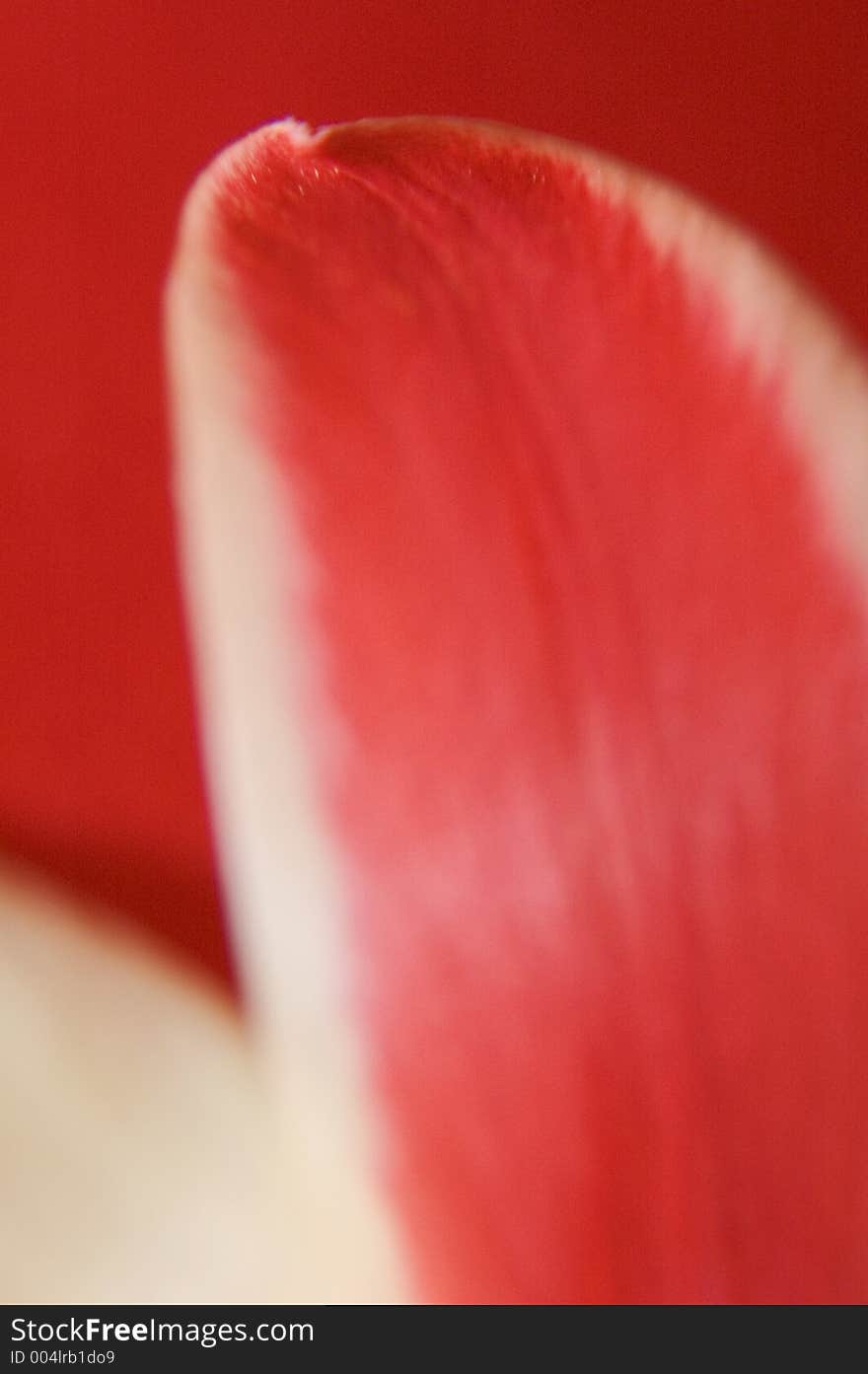 Abstract blurred, selective focus, abstract of flower petal