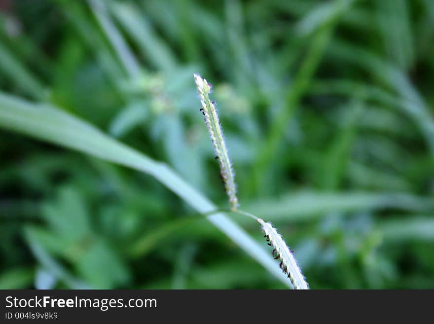 Green Grass