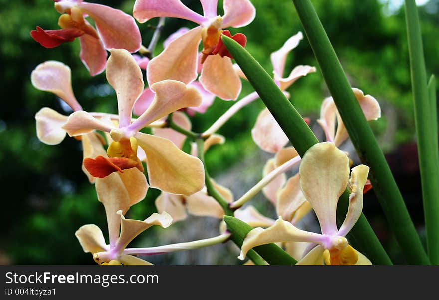 Pink Flowers