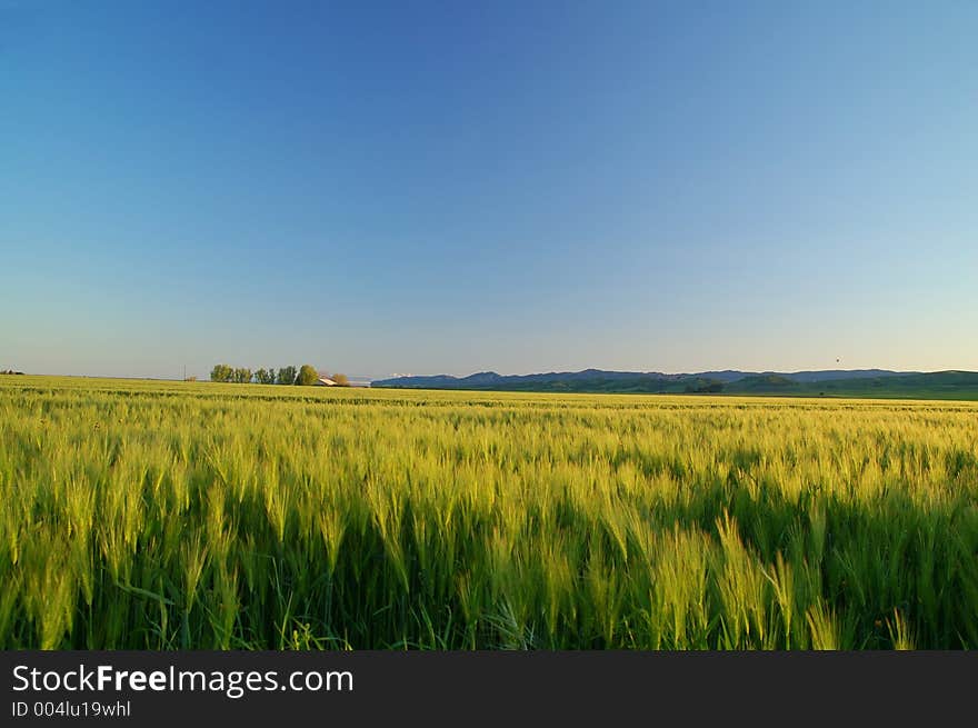 Golden field