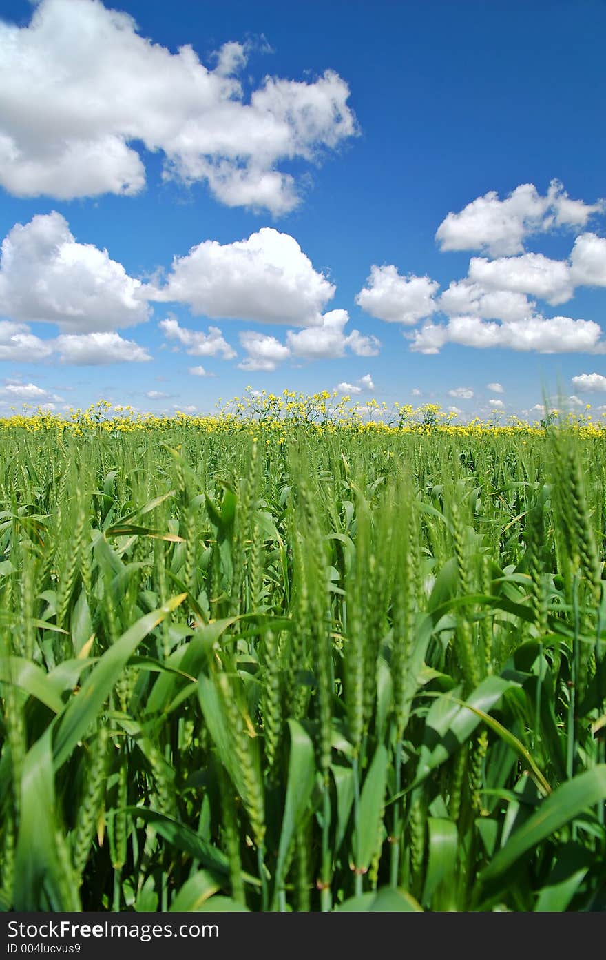 Springtime meadow