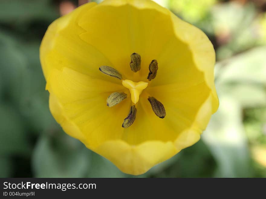 Yellow tulip