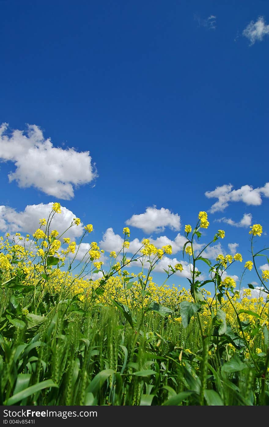 Springtime meadow